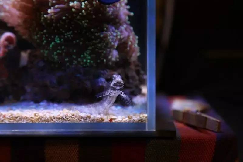 给我一个小缸，我要塞满整片海洋~