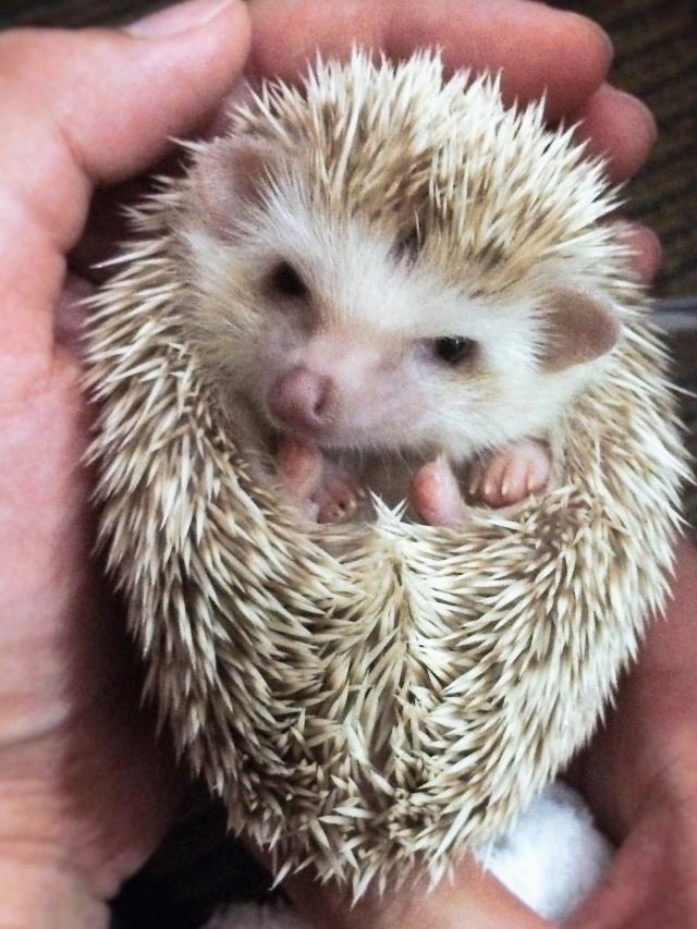 猫咪狗狗有多宠小孩子,狗狗猫咪哪个最好养