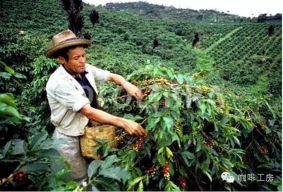 危地马拉咖啡豆产区,危地马拉和哥伦比亚咖啡豆对比