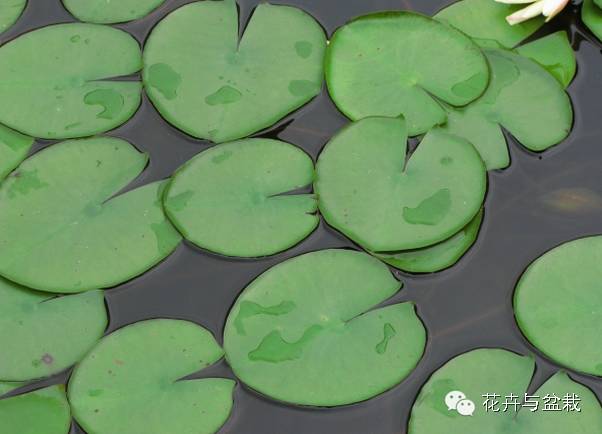 碗莲睡莲荷花种子区别,碗莲荷花睡莲图片