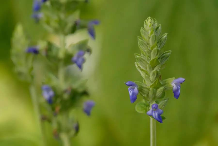 奇亚籽的食用方法,奇亚籽能量