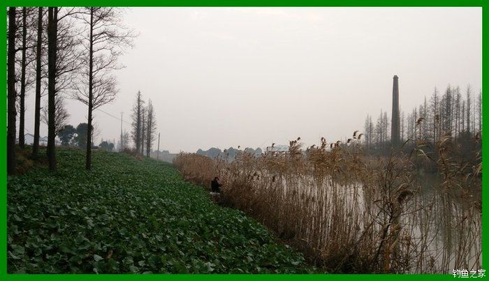 大鲫鱼大鱼,大鲫鱼大鲤鱼