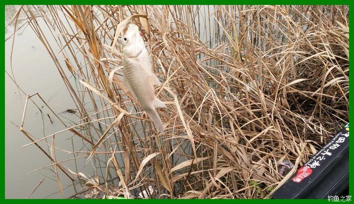 大鲫鱼大鱼,大鲫鱼大鲤鱼