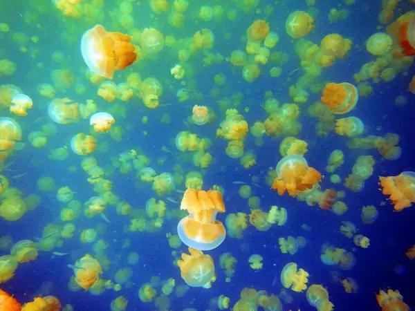 帕劳·遇见·潜水|趣·旅行线上分享会（第二期）