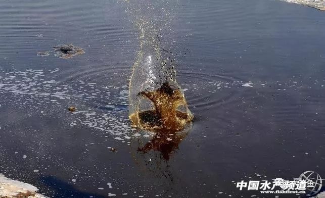 养殖池塘水浑浊怎么处理,如何改善池塘水质老化