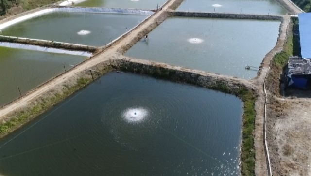 泥鳅一般一年亩产多少斤,亩产成品泥鳅4000多斤