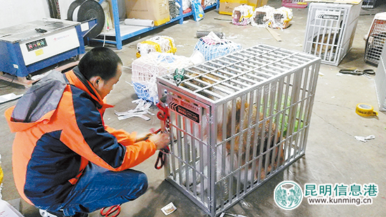 物流托运宠物上门取件电话,昆明宠物托运公司哪家可靠