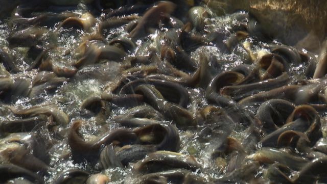 泥鳅一般一年亩产多少斤,亩产成品泥鳅4000多斤