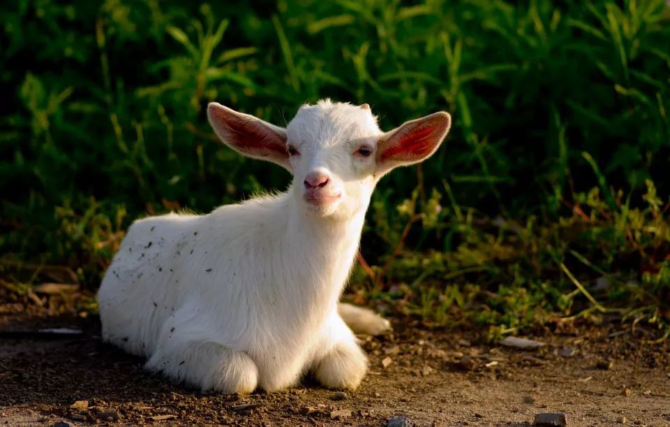 土著带你玩大连开发区,土著带你玩上海