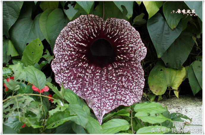 花儿大都香飘万里，但这些花在自然界却是以臭闻名！你认识几种？