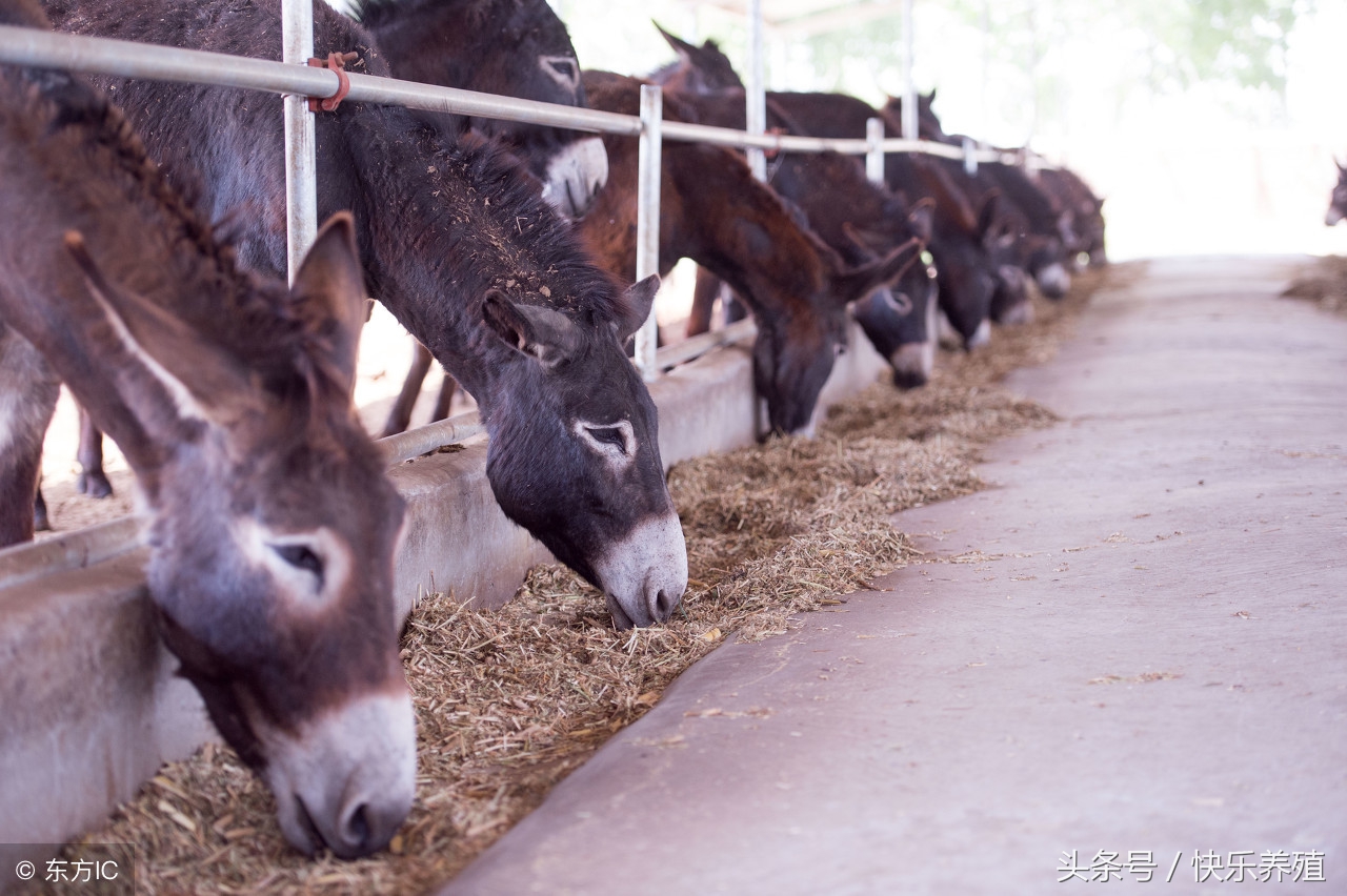 养驴怎样,养驴的正确方法和技巧