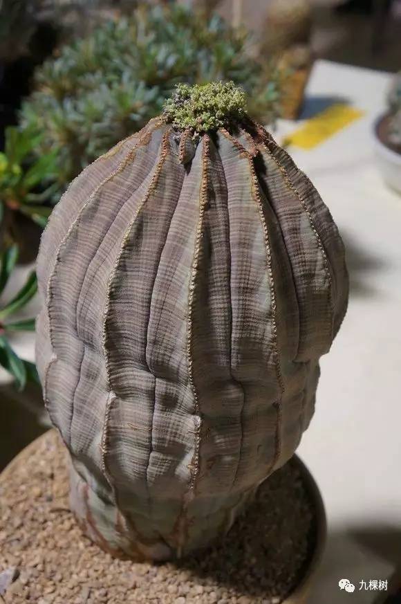 多肉万象最贵的品种,玉露多肉最贵多少钱一棵