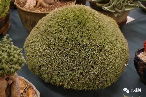 十大最贵玉露多肉品种,多肉最贵的品种有哪些