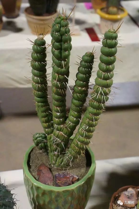 十大最贵玉露多肉品种,多肉最贵的品种有哪些