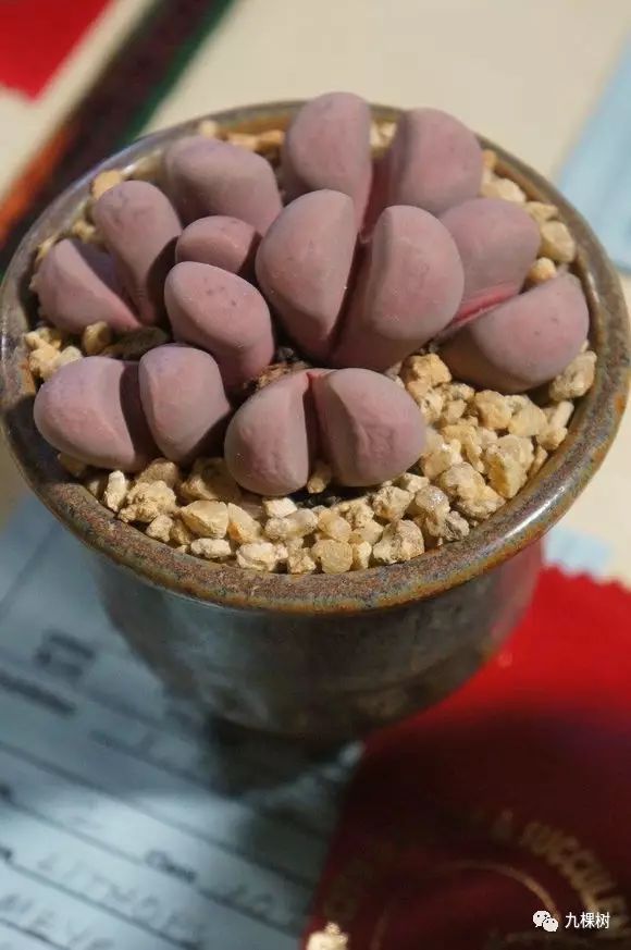 多肉万象最贵的品种,玉露多肉最贵多少钱一棵