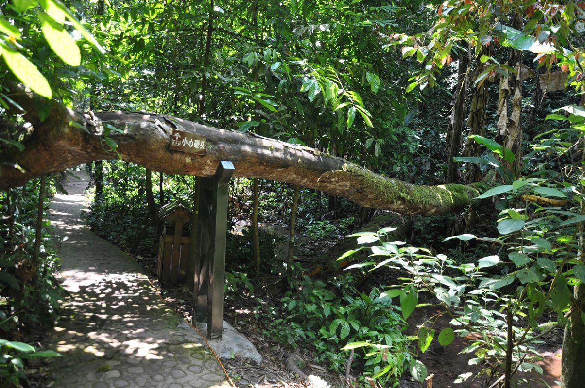 带你去看云南的西双版纳,云南到底有多滇