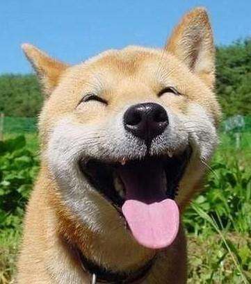 金毛是最忠诚的犬吗,十大无攻击性犬金毛