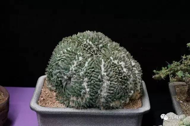 多肉万象最贵的品种,玉露多肉最贵多少钱一棵