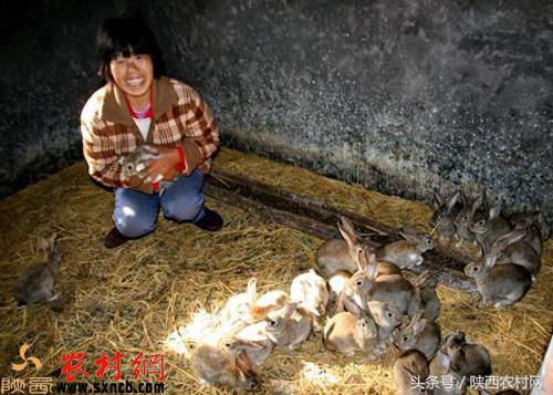 城里人想到的农村创业好项目