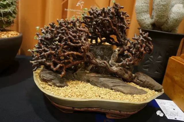 十大最贵玉露多肉品种,多肉最贵的品种有哪些