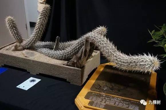 多肉万象最贵的品种,玉露多肉最贵多少钱一棵