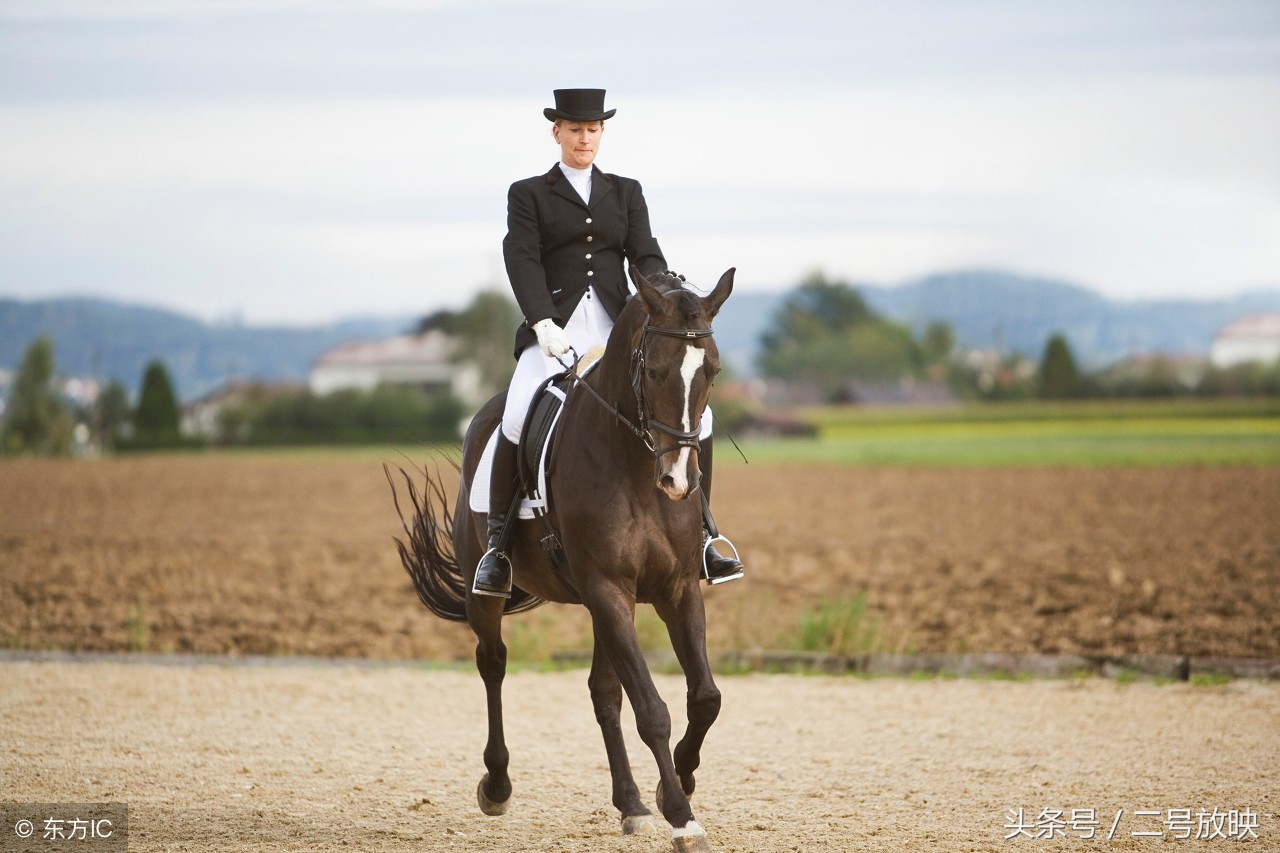 梦见马有哪些征兆全解,男人梦见马是什么征兆
