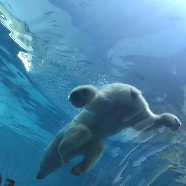 珠海长隆海洋王国宣传片,珠海长隆海洋王国