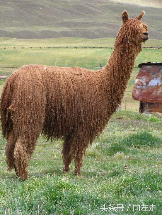 中国神兽羊驼,羊驼为什么能成为中国神兽