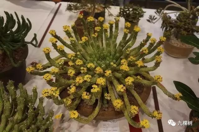 多肉万象最贵的品种,玉露多肉最贵多少钱一棵