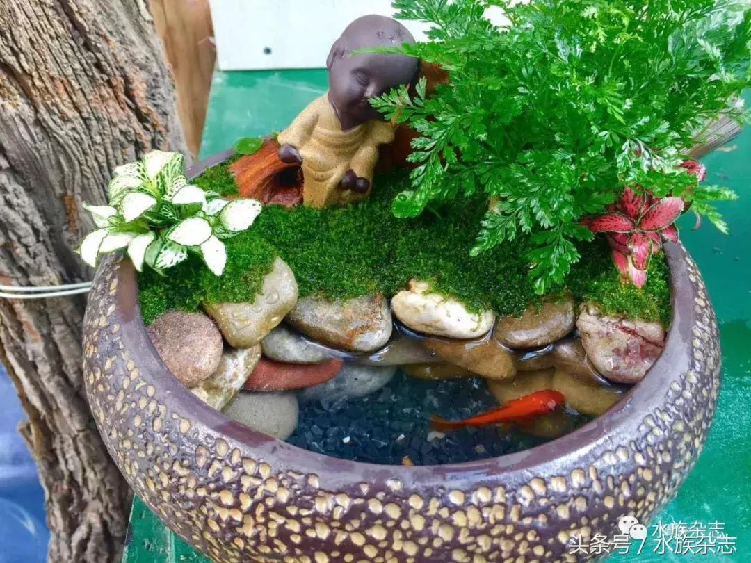 水陆雨林造景价格,水陆雨林造景之苔藓篇