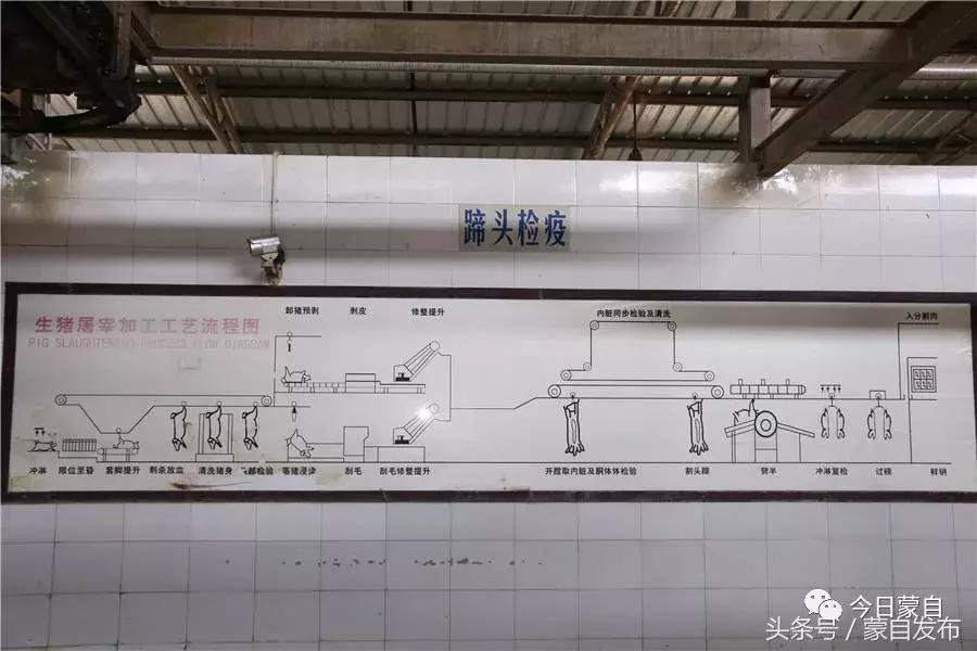 过年了，蒙自的这*猪种**肉千万别买！