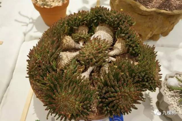 多肉万象最贵的品种,玉露多肉最贵多少钱一棵