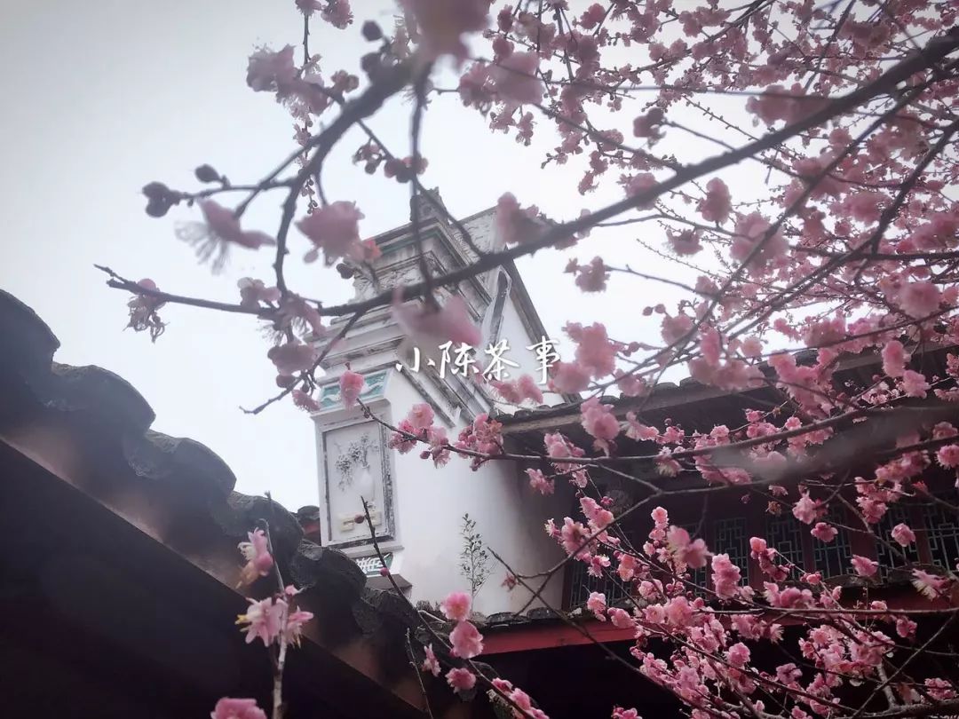 无论到哪里喝茶不能将就,喝茶的人不肯将就