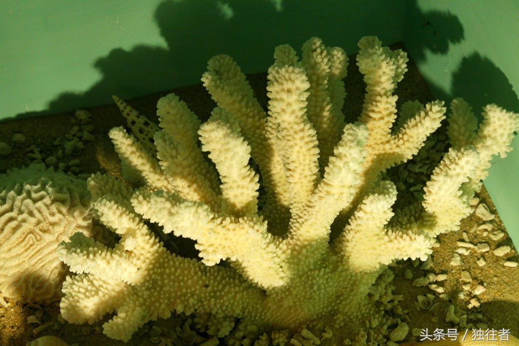 东方夏威夷是指亚龙湾吗,世界三大湾亚龙湾夏威夷