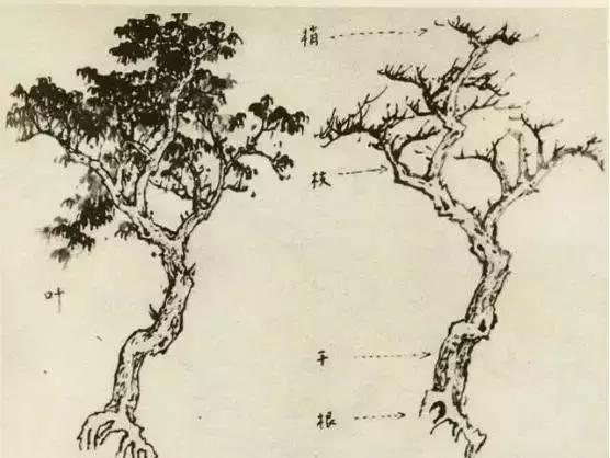 怎么画枯萎的树简单又好看,成长树怎么画小学生六年级