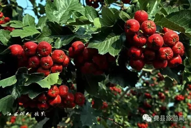 费县县城最惊艳的地方,费县有意境的地方