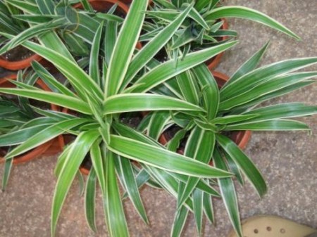 吊兰怎么也烂根呢,吊兰怎么烂根了呢