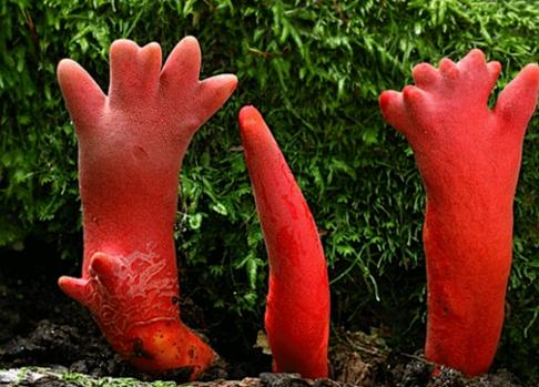 世界上最可怕的蘑菇形状,世界上最可怕的蘑菇排名