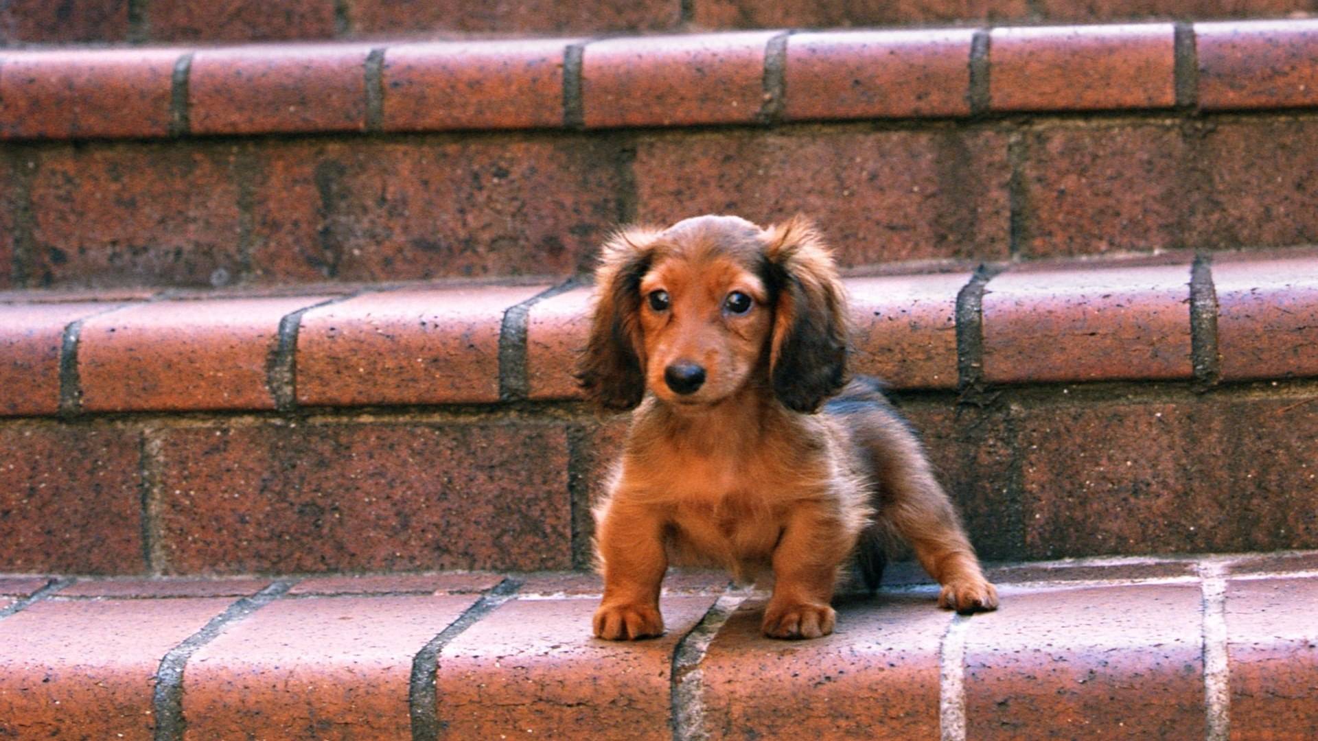 带狗字的成语是什么,关于带狗的成语大全