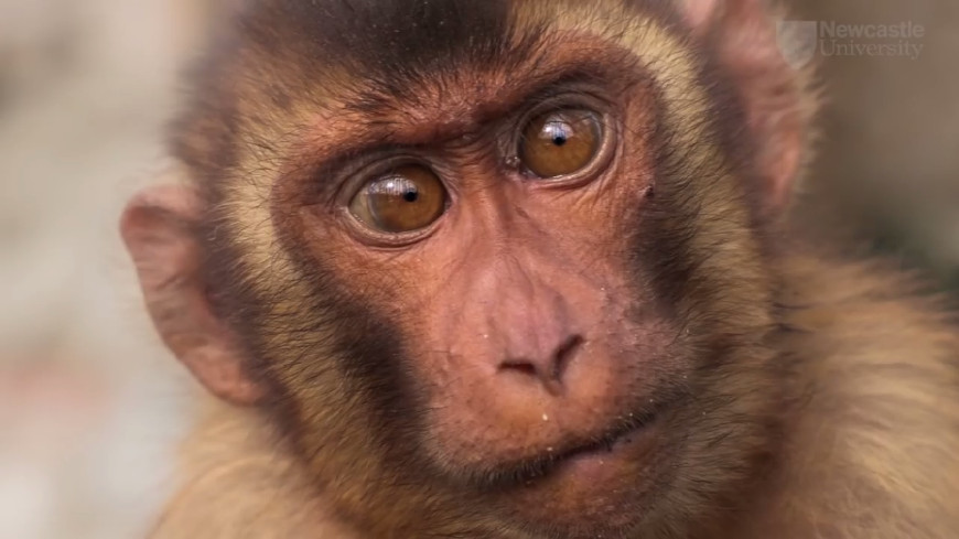 螳螂戴头盔对方能看到吗,螳螂戴上头盔的样子