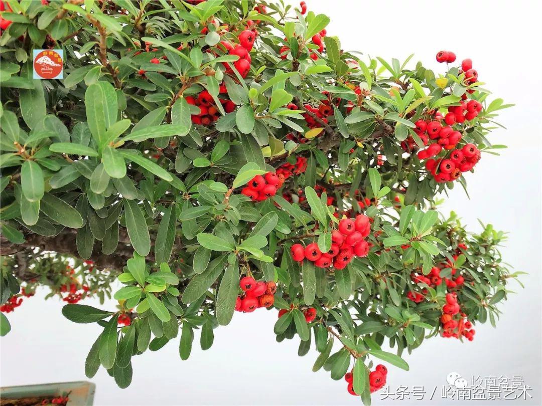 过年送礼好不好,过年送礼单数还是双数好