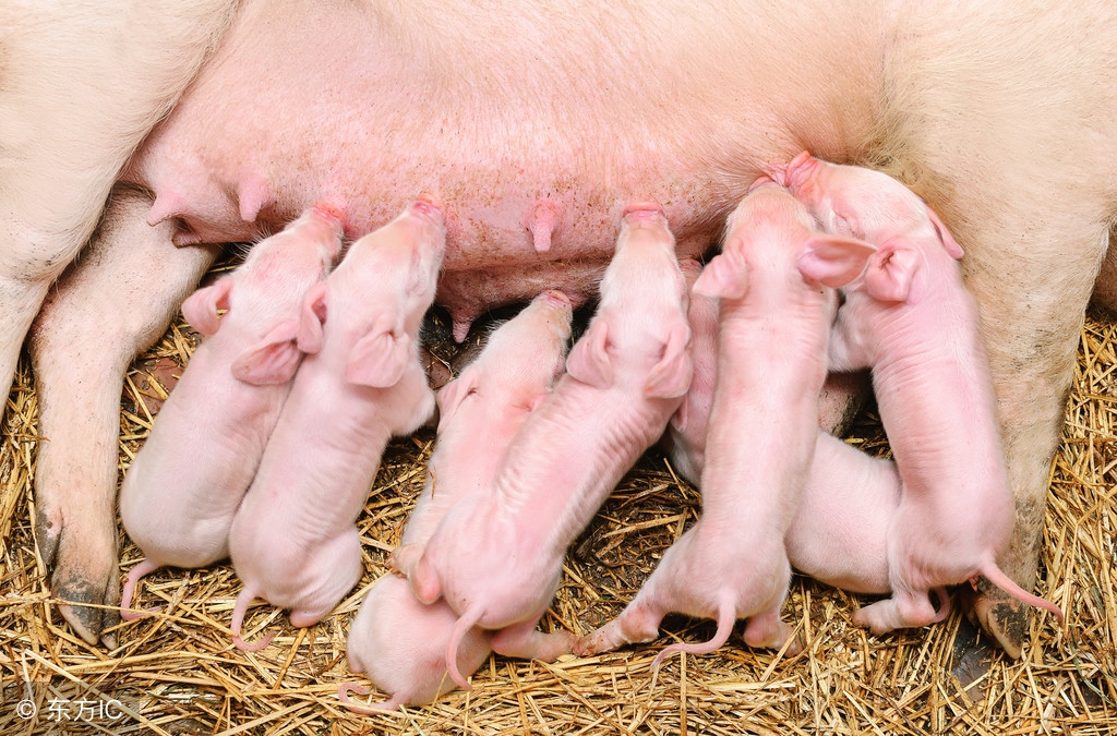 母猪养猪技巧和方法最新,养猪接产员