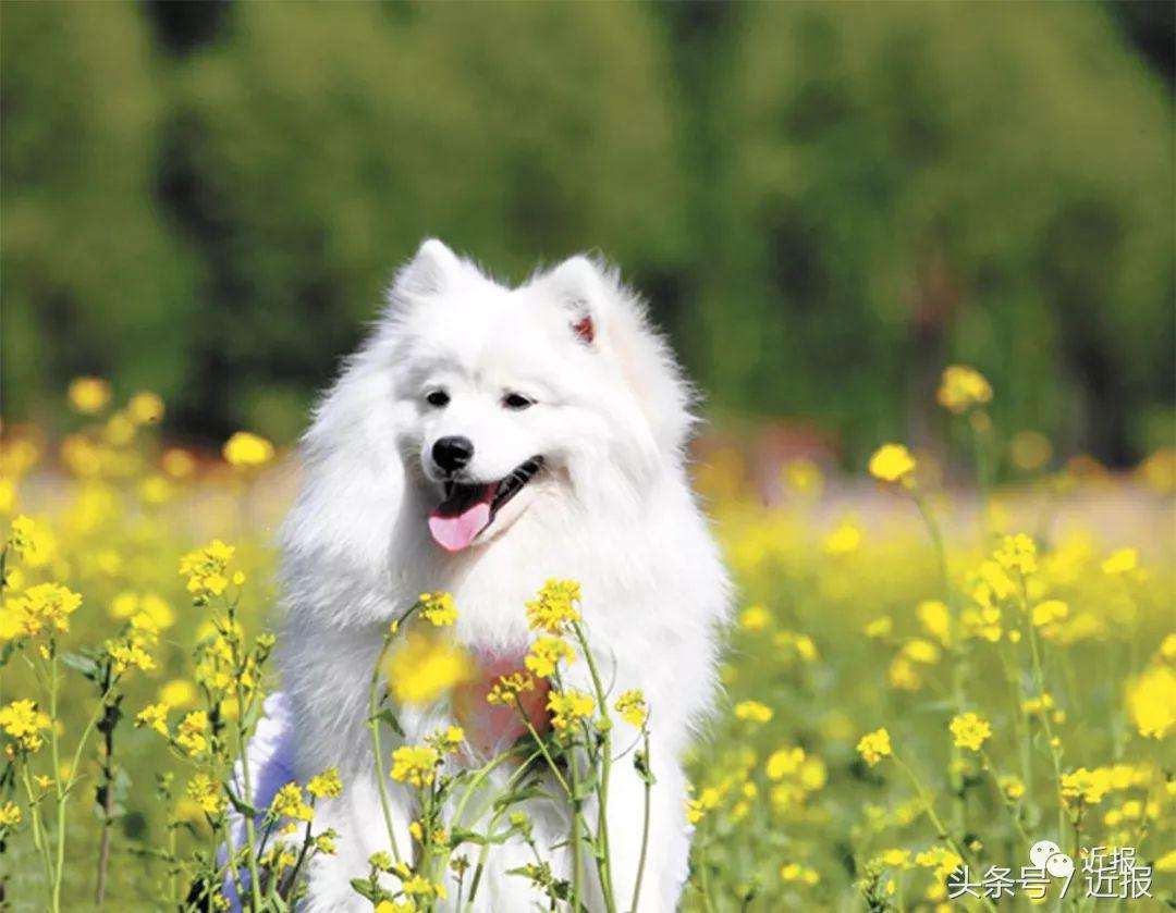 你没见过的“汪星人”都在这了！狗年就让它们来萌“化”你吧