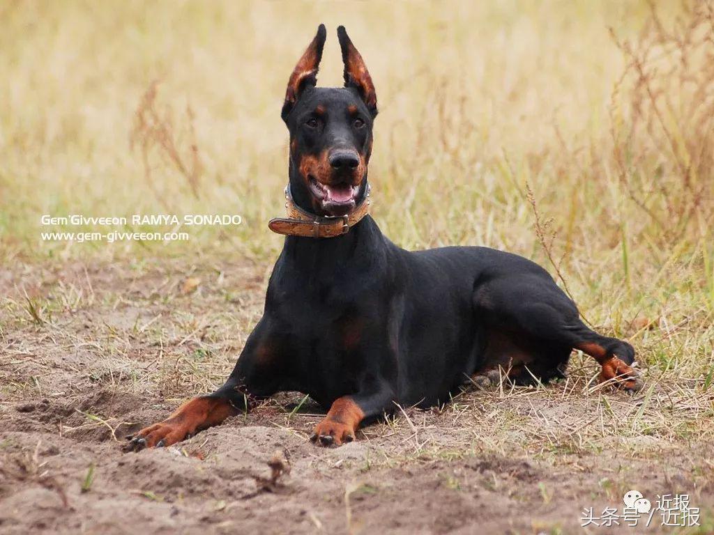你没见过的“汪星人”都在这了！狗年就让它们来萌“化”你吧
