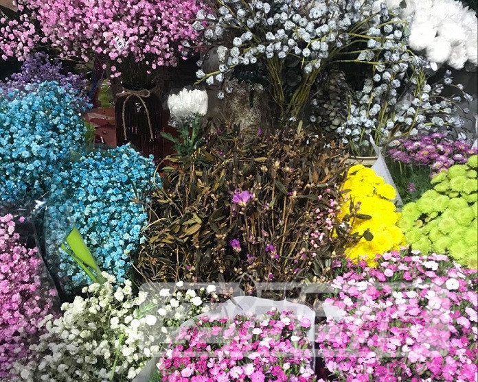 干枝杜鹃野生的和人工培植的,干枝杜鹃是国家保护植物吗