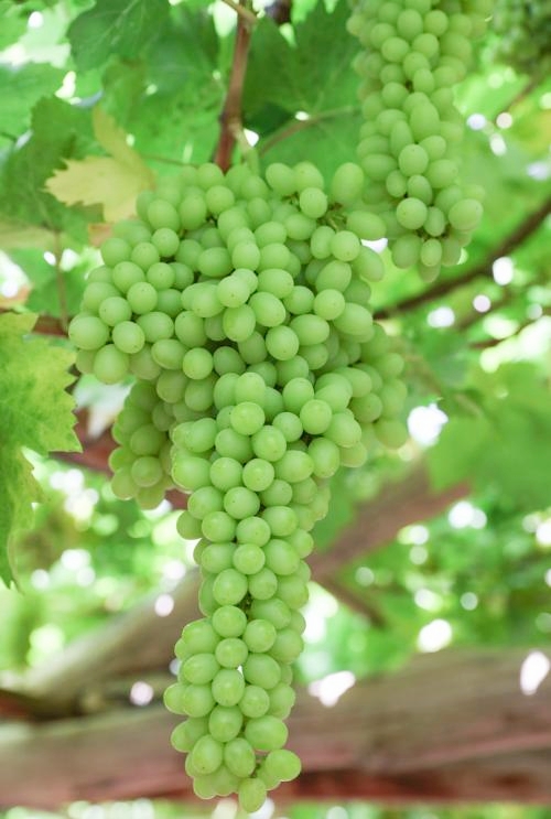 西域特色美食,感受西域风情品尝西域美食