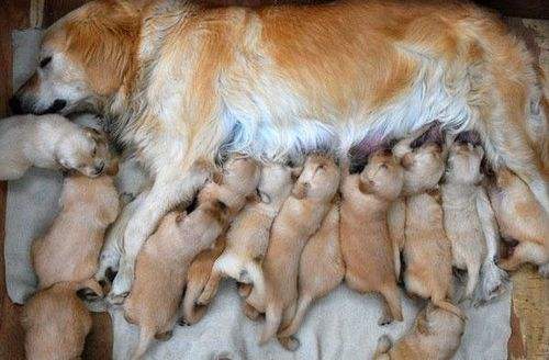 武汉联合动物医院后湖,武汉联合动物医院视频