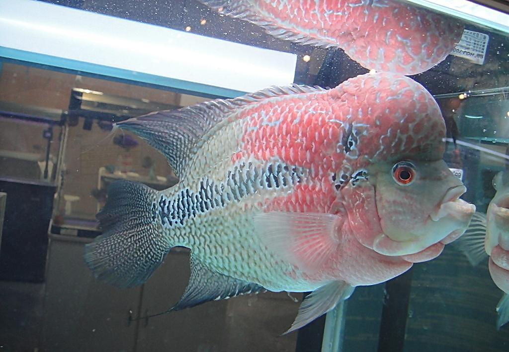 如何养好罗汉鱼的方法,罗汉鱼是小缸养好还是大缸养好