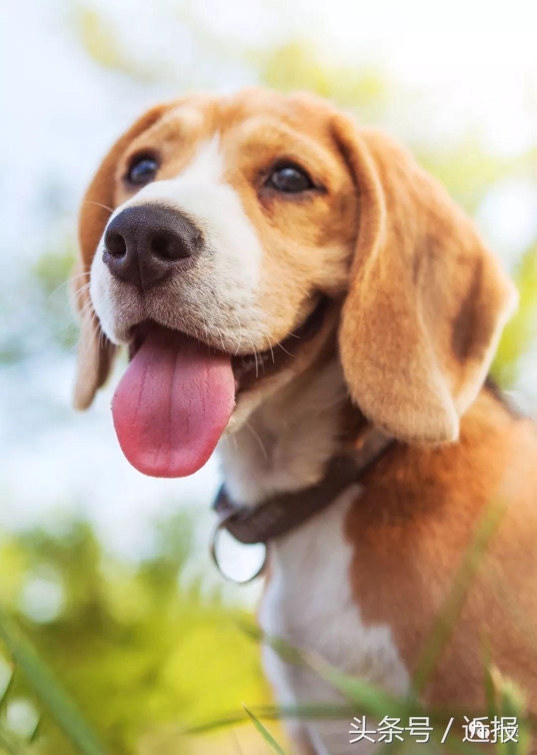 你没见过的“汪星人”都在这了！狗年就让它们来萌“化”你吧