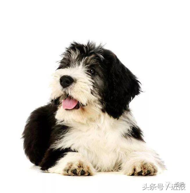 你没见过的萌宠,你没见过的宠物